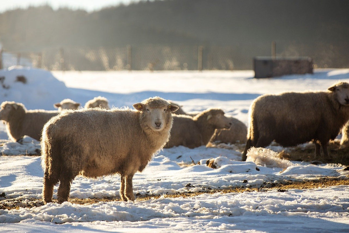 Miksi varpaat palelevat, vaikka kengät olisivatkin “talvikengät”?